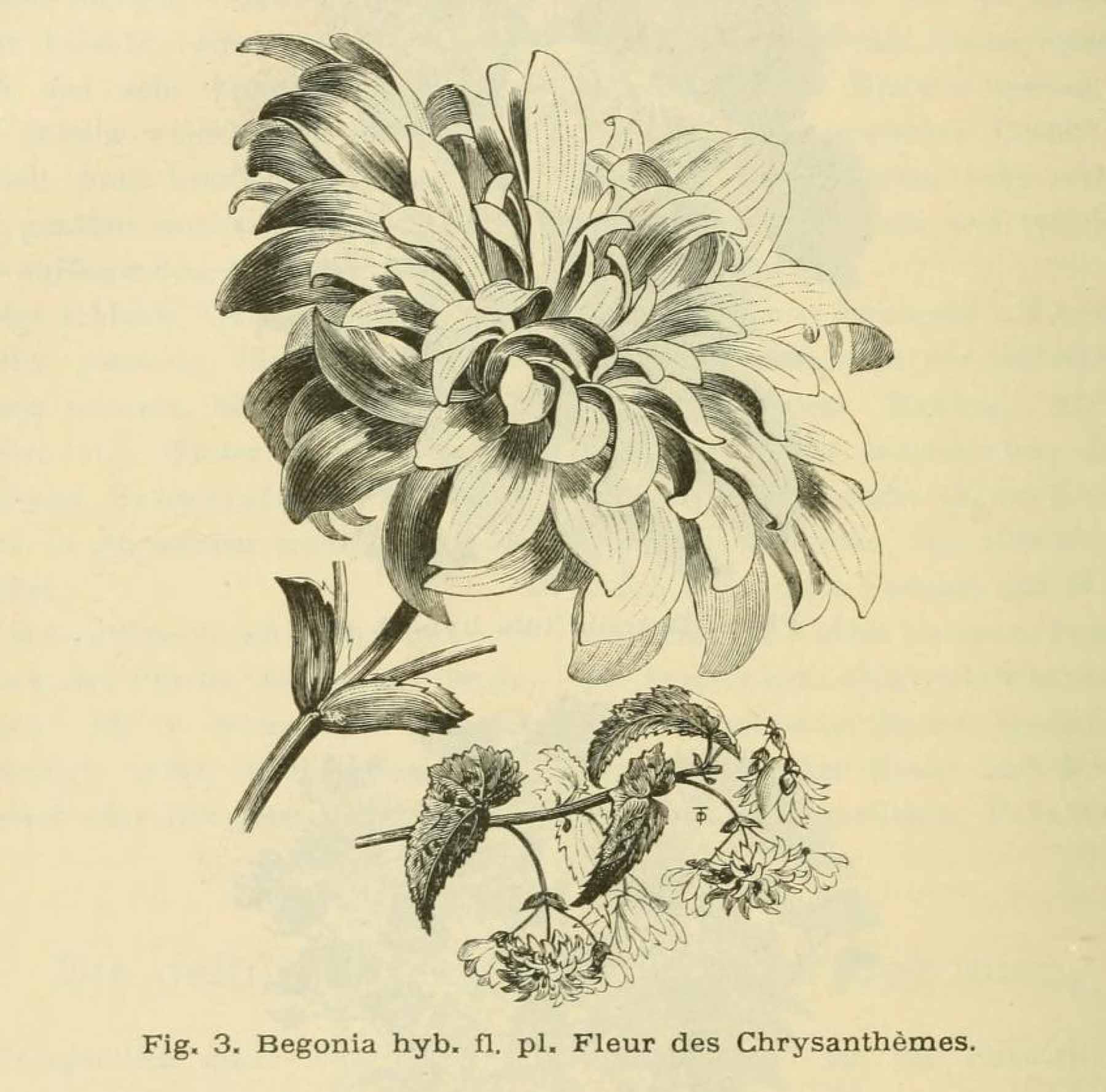 B. ‘Flore Pleno Fleur des Chrysanthémes’